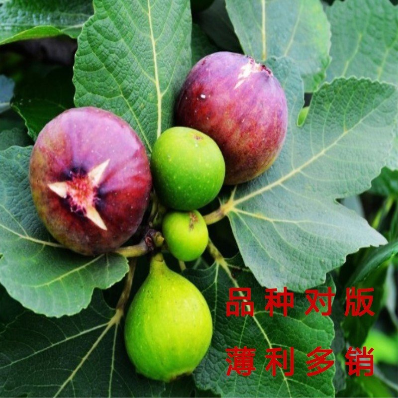 花皮无花果苗新品种无花果苗南北方种植无花果苗