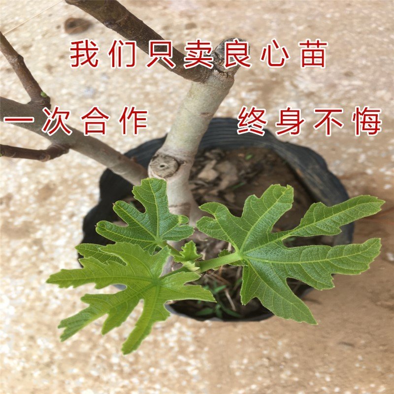 花皮无花果苗新品种无花果苗南北方种植无花果苗