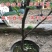 花皮无花果苗新品种无花果苗南北方种植无花果苗