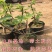 花皮无花果苗新品种无花果苗南北方种植无花果苗
