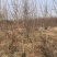 西府海棠苗，绚丽海棠小苗，沂蒙垂丝海棠海棠小苗，冬红海棠