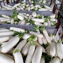 四川基地大量供应白萝卜，韩国萝卜，基地直接供应，质量保证
