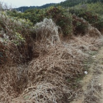 丹桂苗，丹桂树，