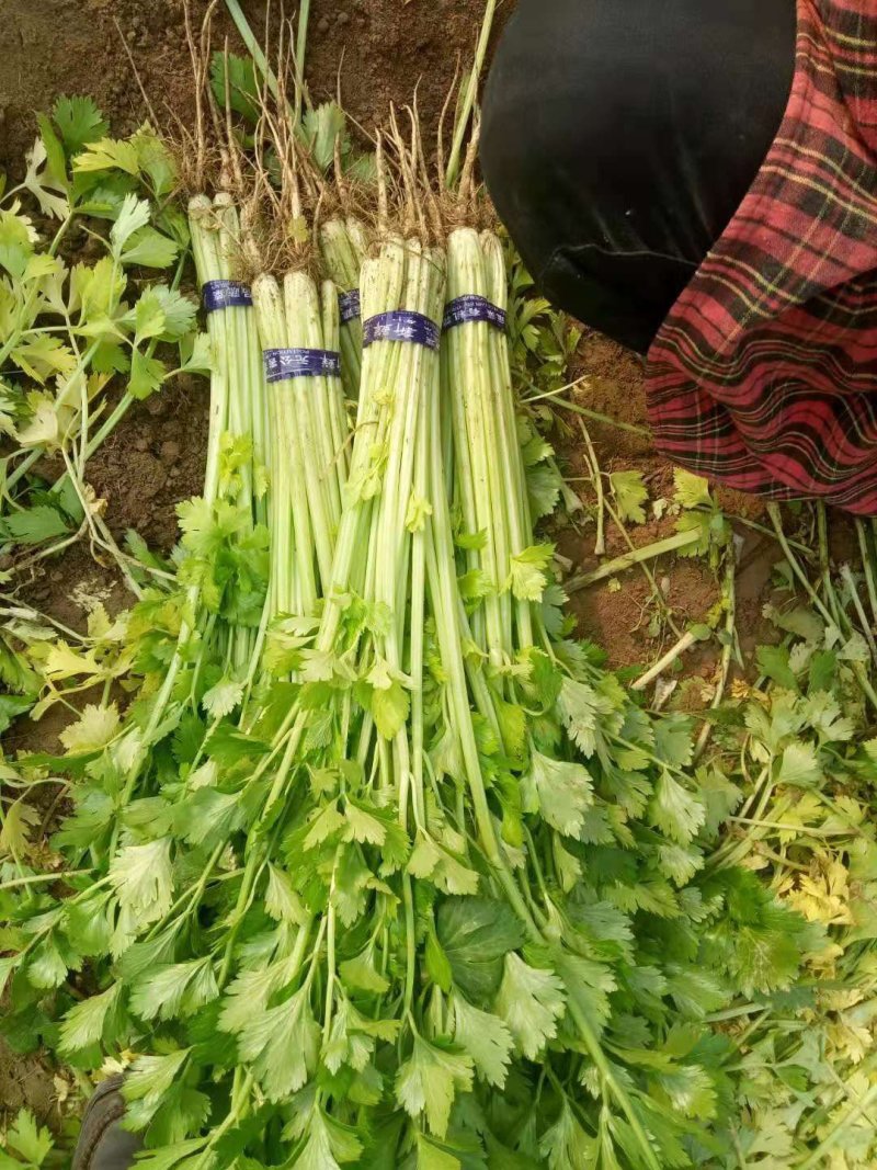 法国皇后芹菜55cm以上，产地直供，一手货源。