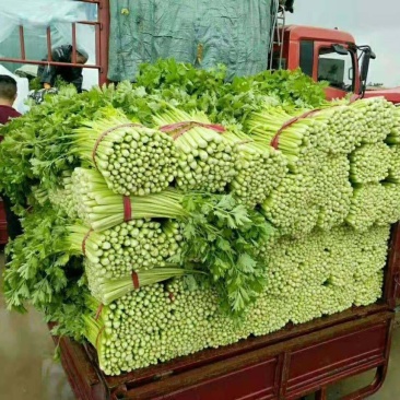 法国皇后芹菜55cm以上，产地直供，一手货源。