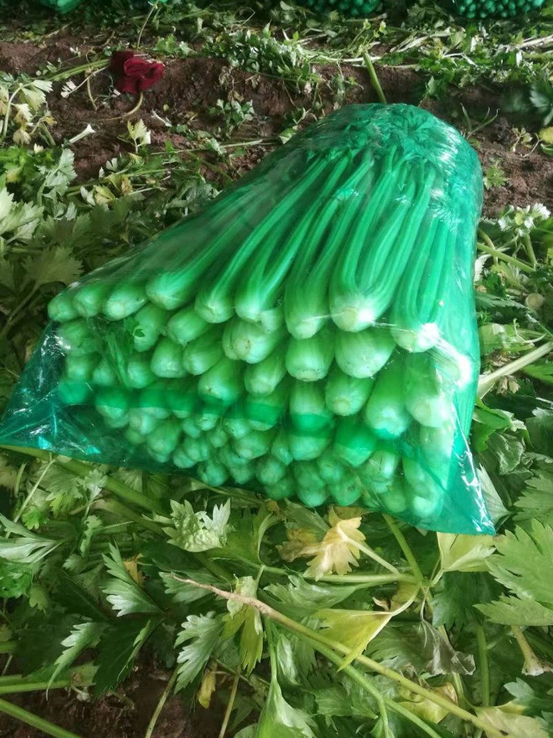法国皇后芹菜55cm以上，产地直供，一手货源。