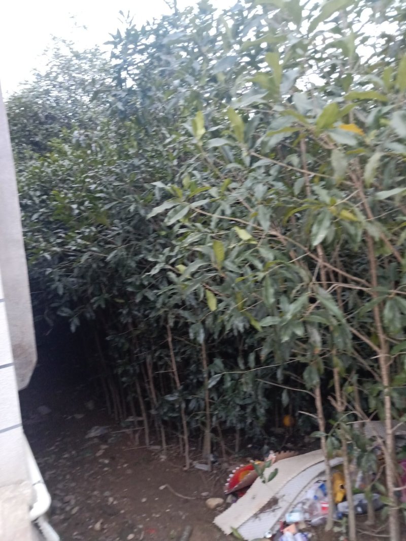 桂花树，桂花苗，四季桂，丹桂，白桂！