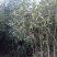 桂花树，桂花苗，四季桂，丹桂，白桂！
