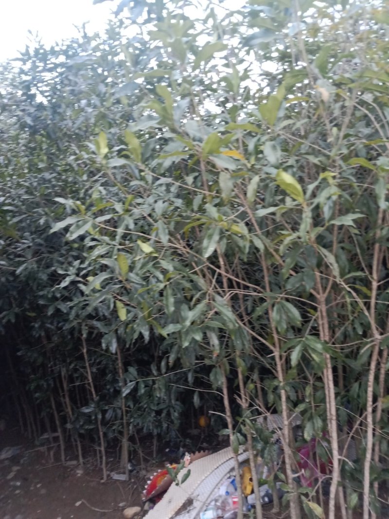桂花树，桂花苗，四季桂，丹桂，白桂！