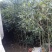 桂花树，桂花苗，四季桂，丹桂，白桂！