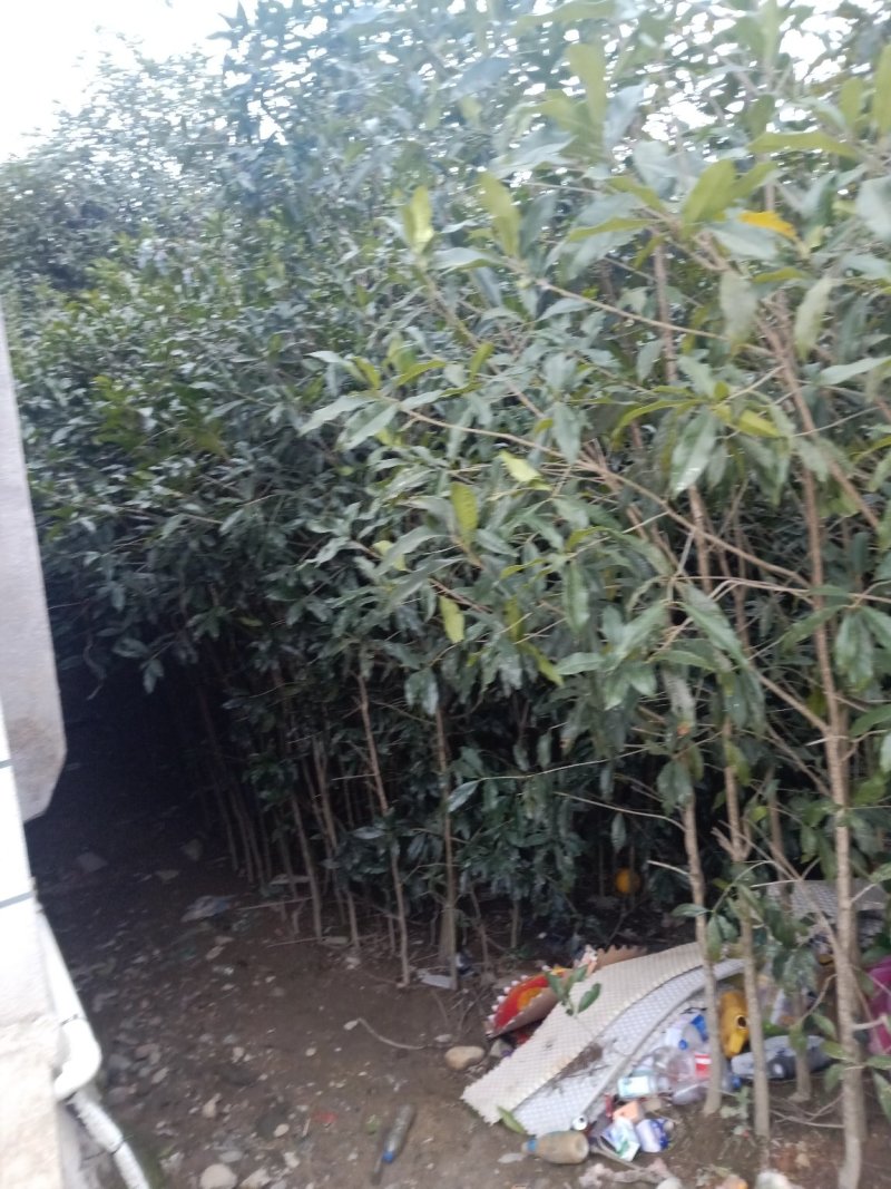桂花树，桂花苗，四季桂，丹桂，白桂！