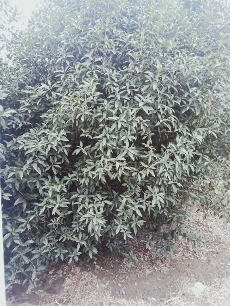 桂花树，桂花苗，四季桂，丹桂，白桂！