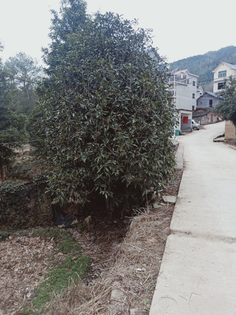 桂花树，桂花苗，四季桂，丹桂，白桂！