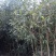 桂花树，桂花苗，四季桂，丹桂，白桂！