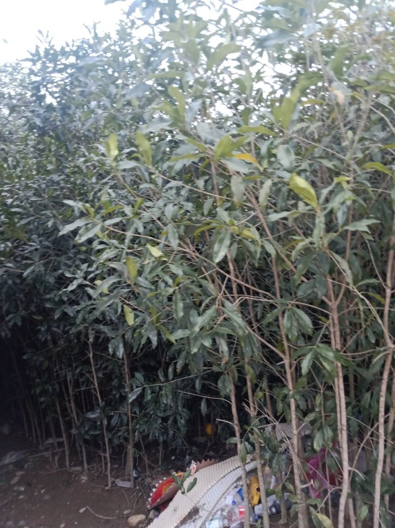 桂花树，桂花苗，四季桂，丹桂，白桂！