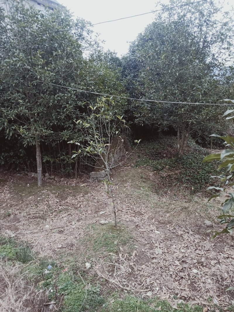 桂花树，桂花苗，四季桂，丹桂，白桂！