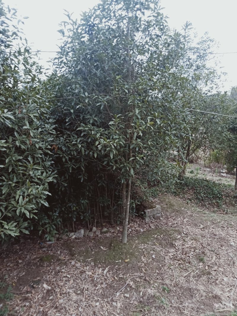 桂花树，桂花苗，四季桂，丹桂，白桂！