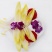 金玉兰菜芽球菊苣特菜野菜品质保证基地直供