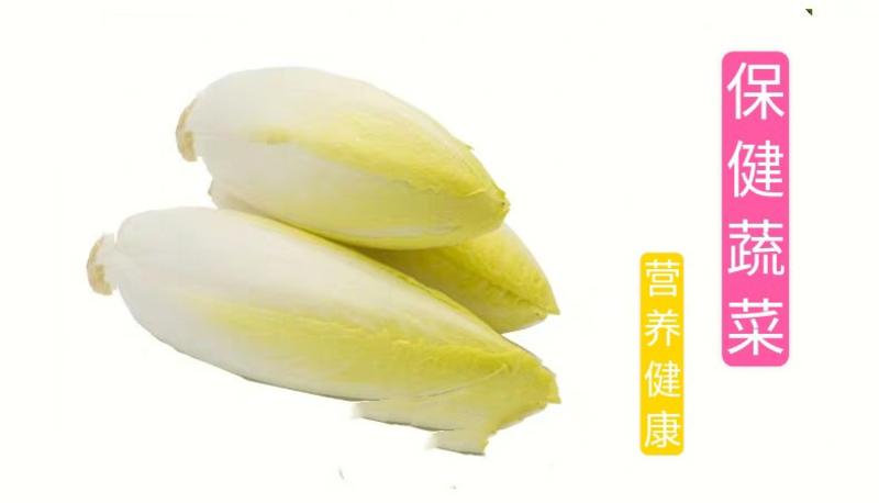 金玉兰菜芽球菊苣特菜野菜品质保证基地直供