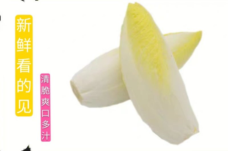 金玉兰菜芽球菊苣特菜野菜品质保证基地直供