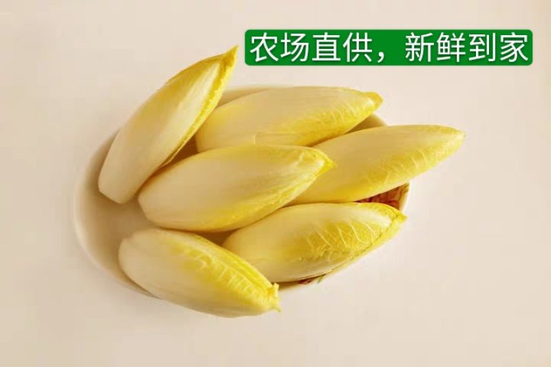 金玉兰菜芽球菊苣特菜野菜品质保证基地直供