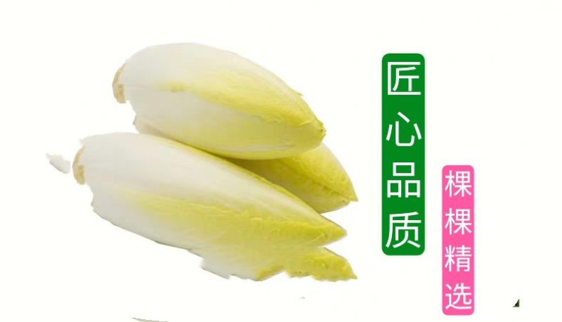 金玉兰菜芽球菊苣特菜野菜品质保证基地直供
