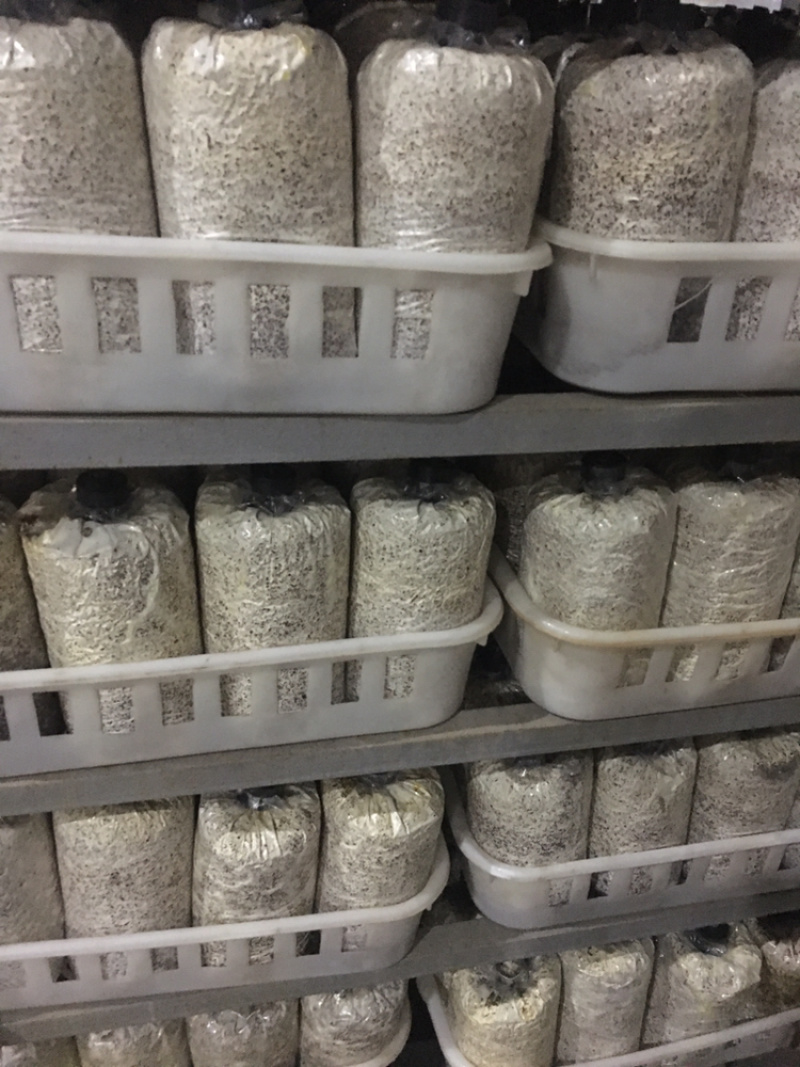 预定榆黄蘑菌种菌包，高发芽率、高成品率