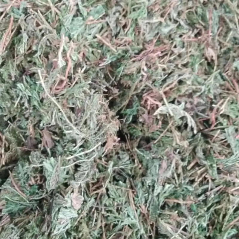石上柏【包邮】三斤起发货可批量可零售量大从优