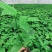 紫香一号百香果苗