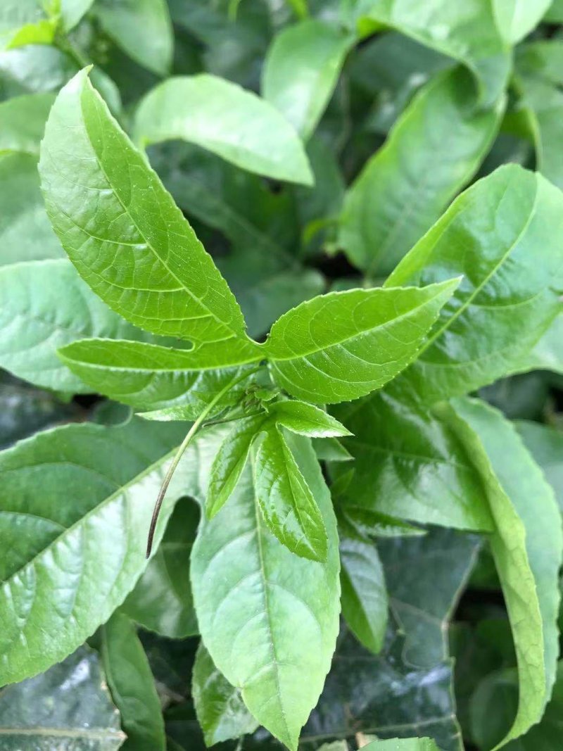 紫香一号百香果苗