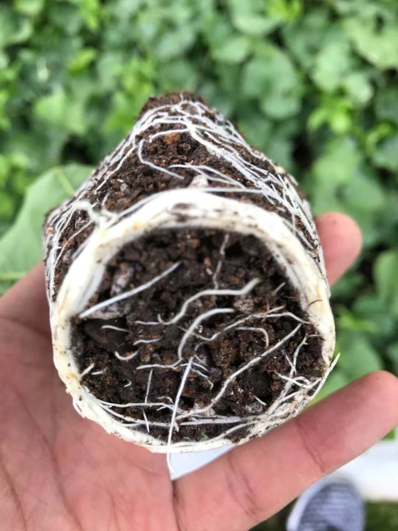 紫香一号百香果苗