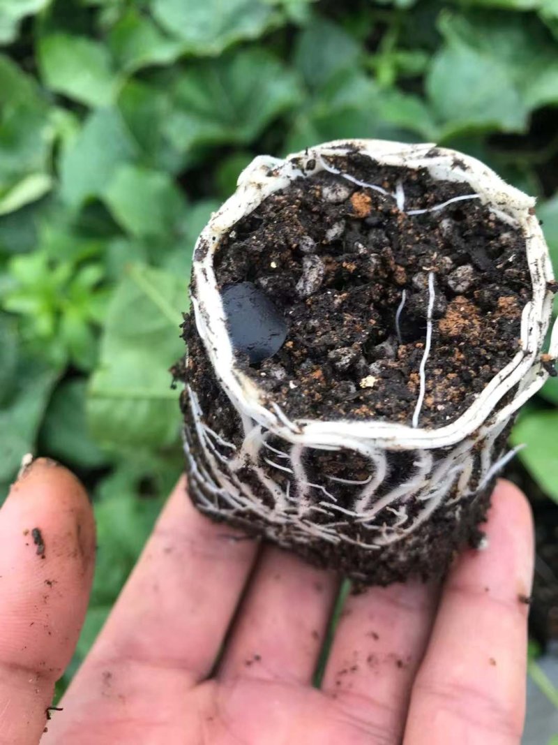 紫香一号百香果苗