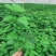 紫香一号百香果苗