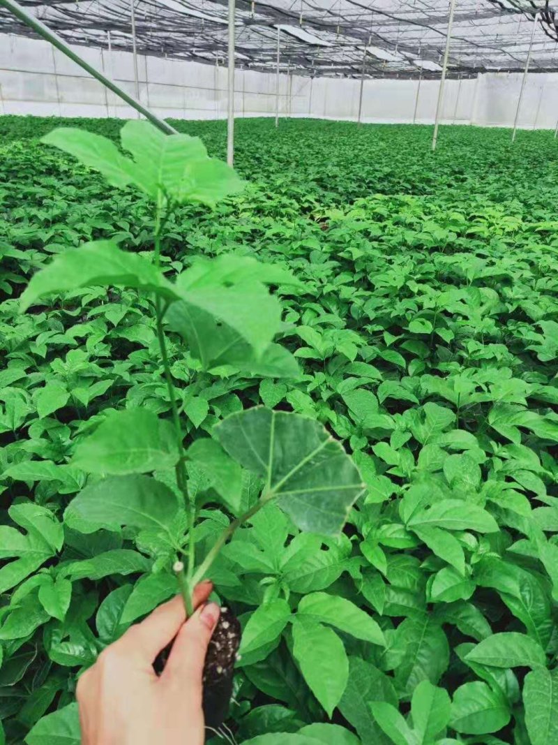 紫香一号百香果苗