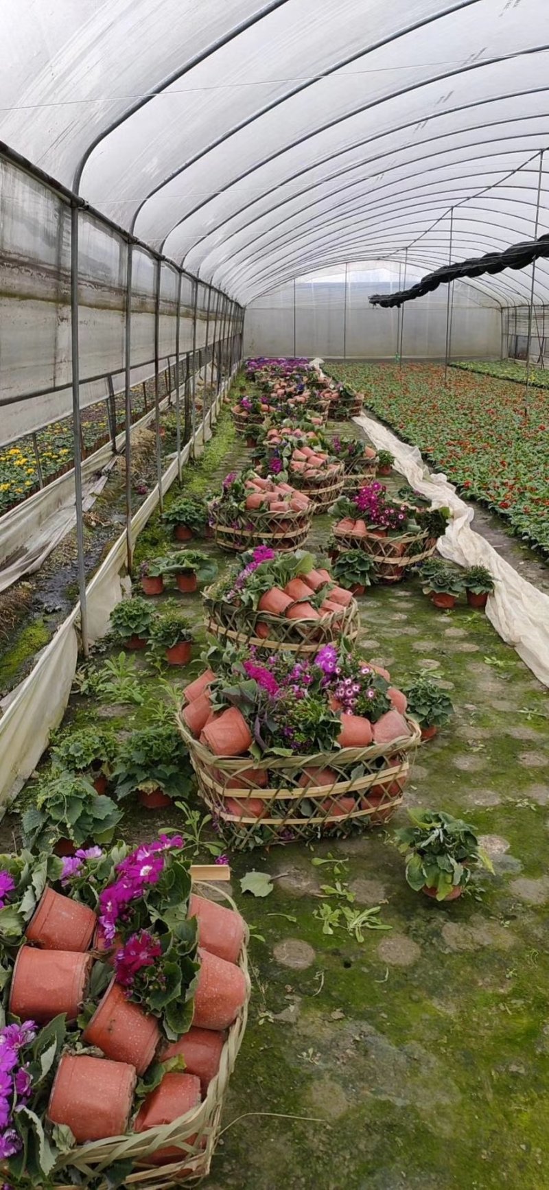 瓜叶菊，千叶莲，四川瓜叶菊基地出售，成都瓜叶菊批发价格