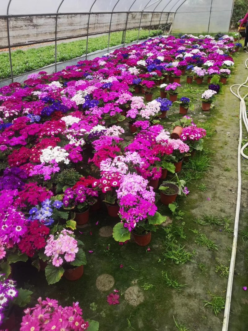 瓜叶菊，千叶莲，四川瓜叶菊基地出售，成都瓜叶菊批发价格
