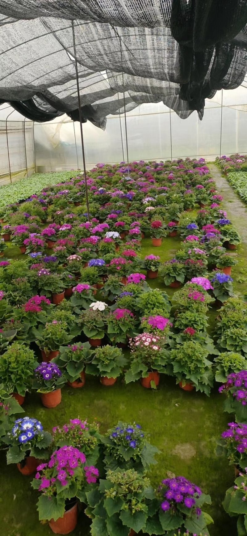 瓜叶菊，千叶莲，四川瓜叶菊基地出售，成都瓜叶菊批发价格