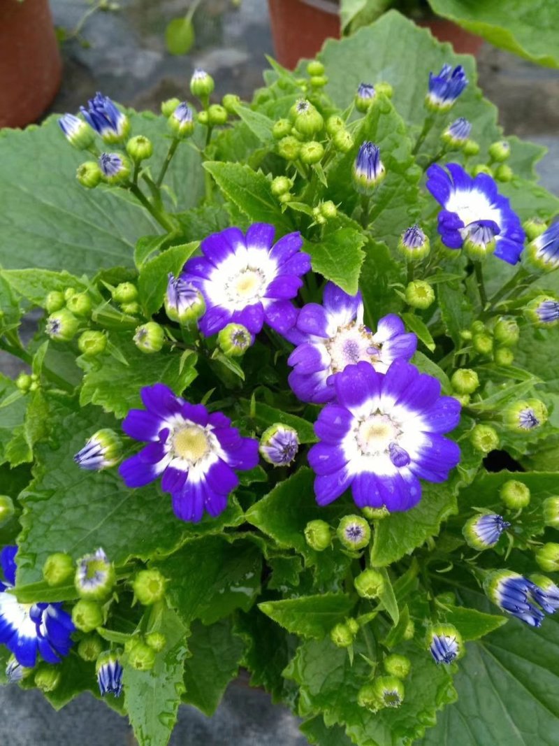瓜叶菊，千叶莲，四川瓜叶菊基地出售，成都瓜叶菊批发价格