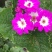 瓜叶菊,千叶莲,四川瓜叶菊基地出售,成都瓜叶菊批发价格