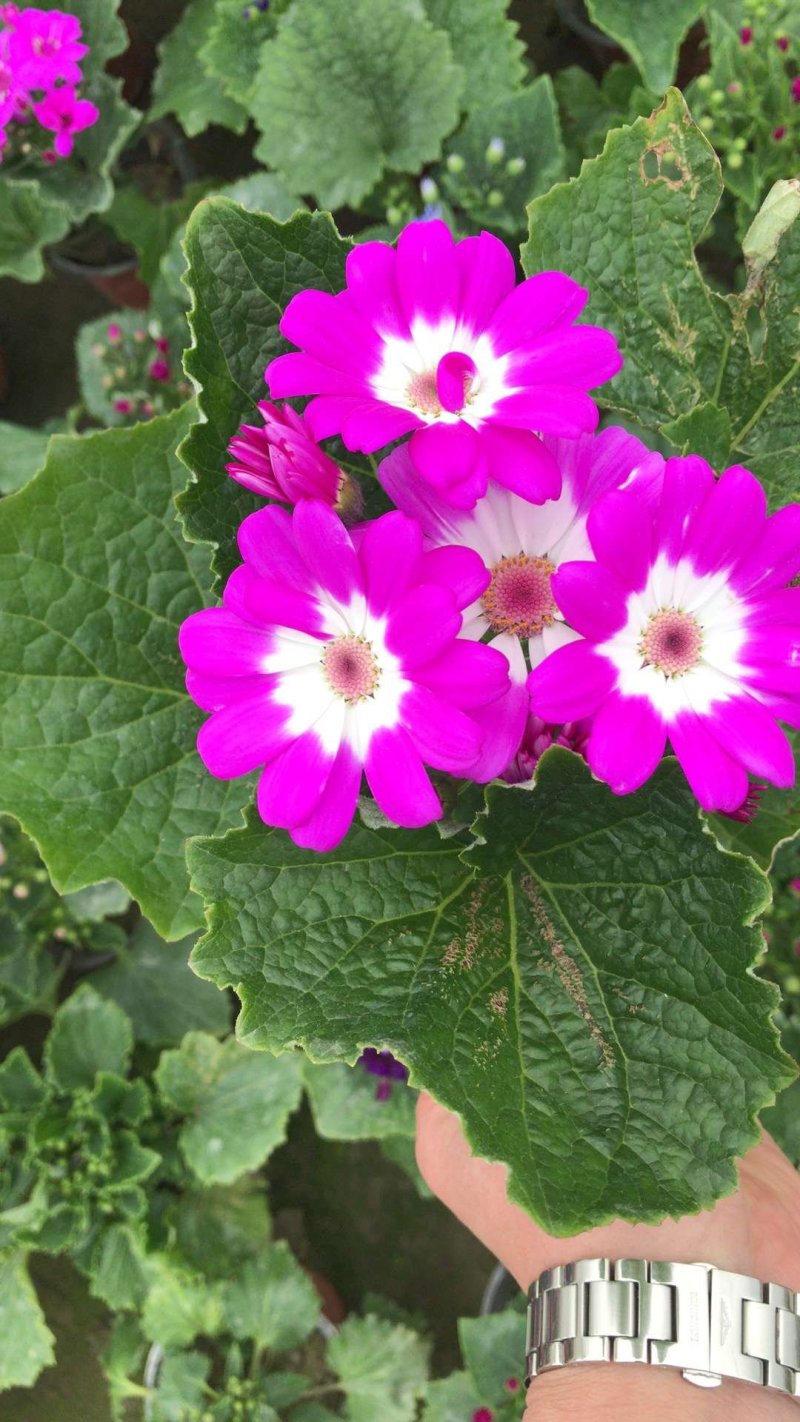 瓜叶菊，千叶莲，四川瓜叶菊基地出售，成都瓜叶菊批发价格