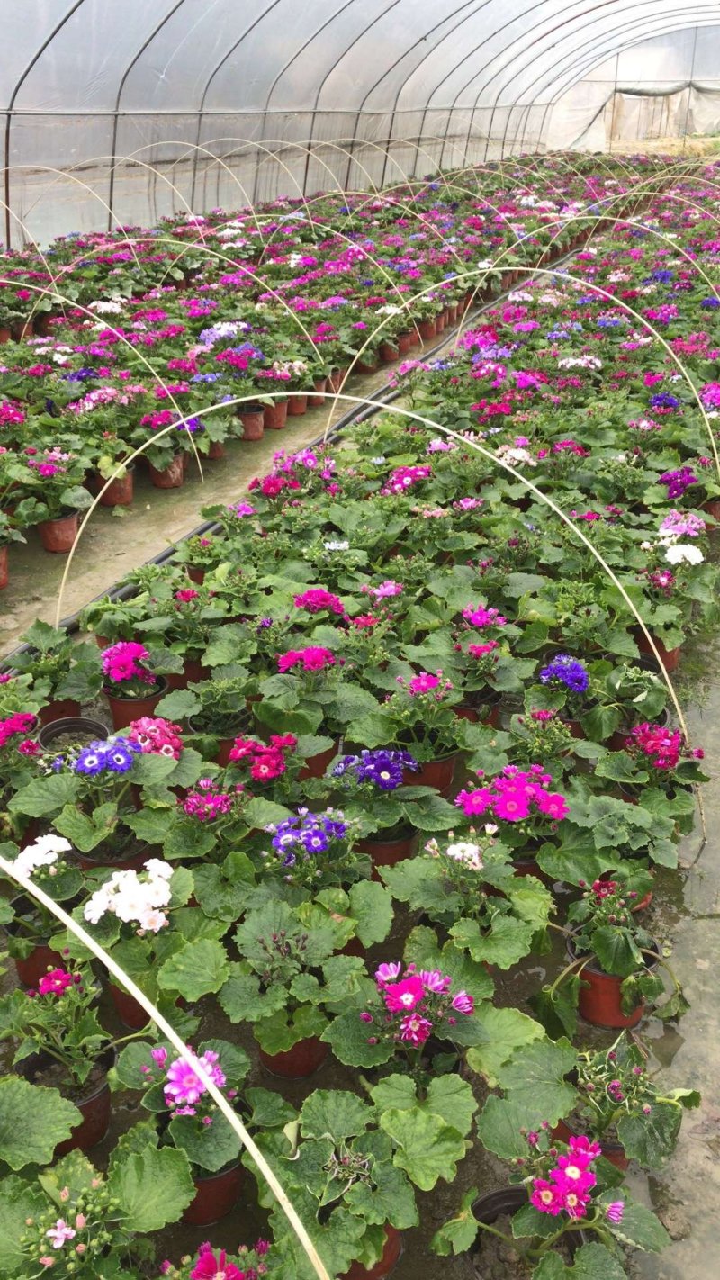 瓜叶菊，千叶莲，四川瓜叶菊基地出售，成都瓜叶菊批发价格