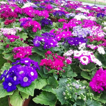 瓜叶菊,千叶莲,四川瓜叶菊基地出售,成都瓜叶菊批发价格