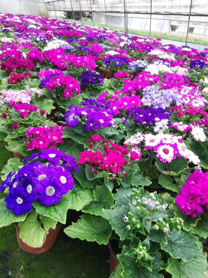 瓜叶菊，千叶莲，四川瓜叶菊基地出售，成都瓜叶菊批发价格