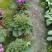 瓜叶菊,千叶莲,四川瓜叶菊基地出售,成都瓜叶菊批发价格