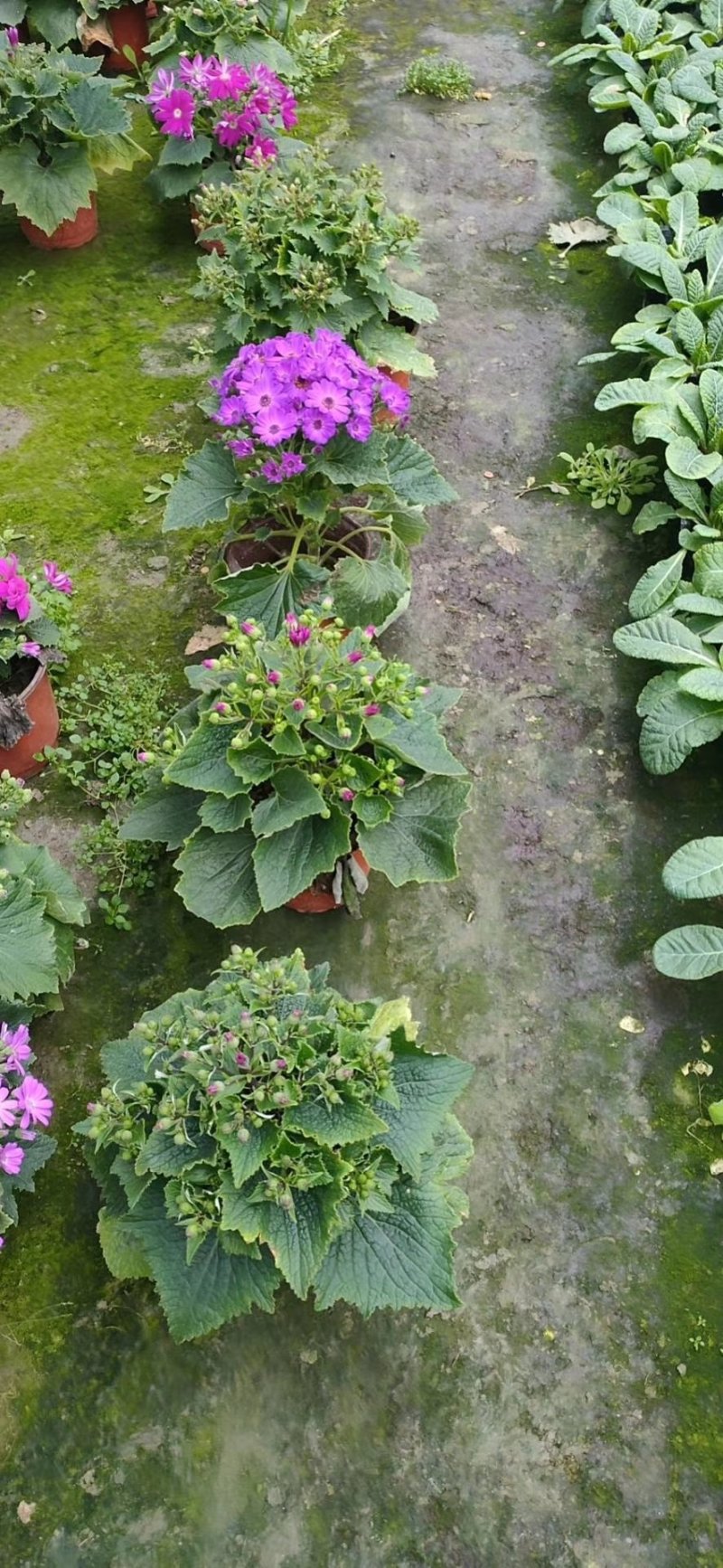 瓜叶菊，千叶莲，四川瓜叶菊基地出售，成都瓜叶菊批发价格