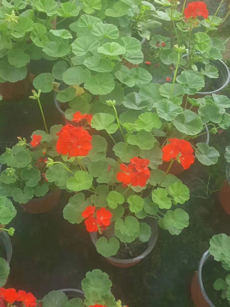 天竺葵，洋葵，四川天竺葵基地出售，成都天竺葵批发价格