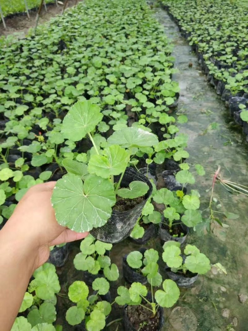 天竺葵，洋葵，四川天竺葵基地出售，成都天竺葵批发价格