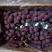 红提葡萄，京亚葡萄，维多利亚葡萄，玫瑰香葡萄，巨峰葡萄等