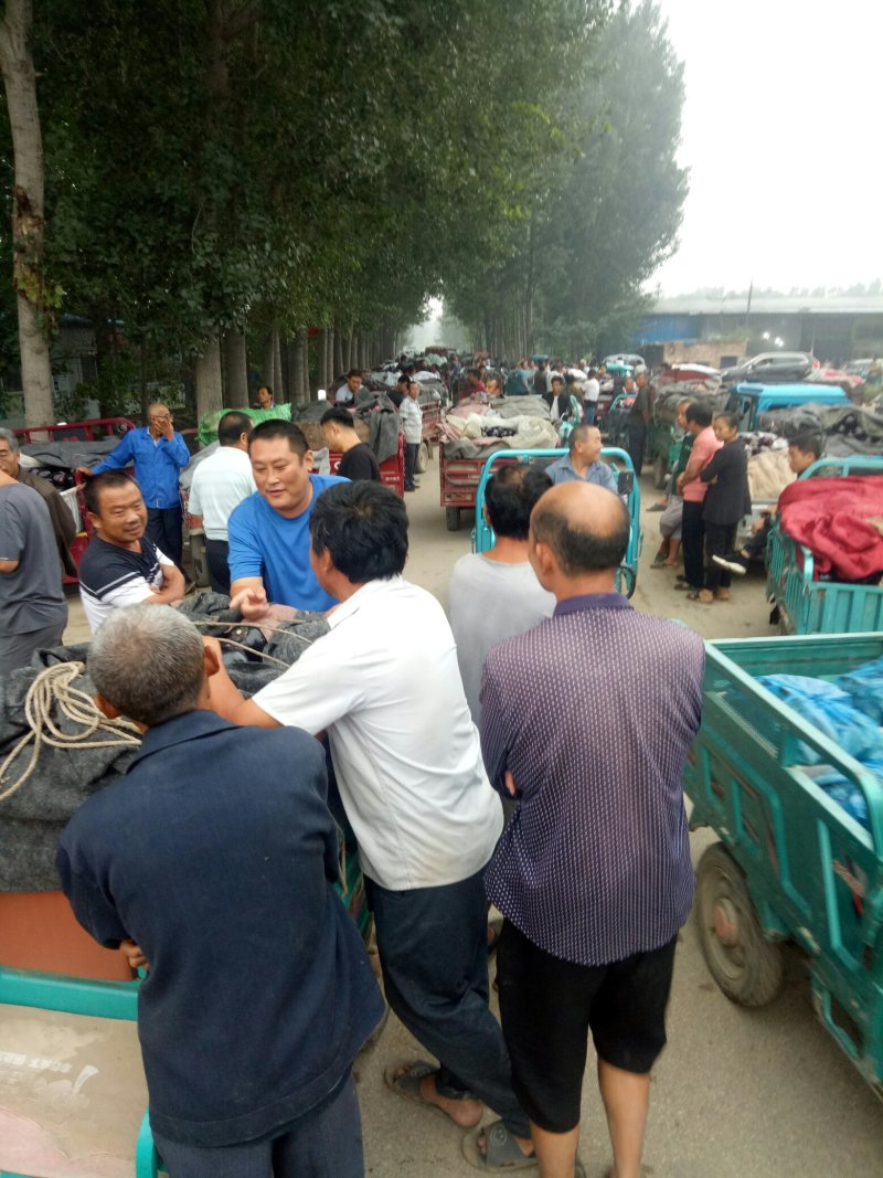 博洋61，产地直供，一手货源，口感清脆甜爽，回味清香，