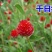 千日红花种子千日红百日红火球庭院景观绿化花卉盆栽易活花籽